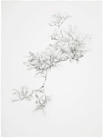 joris vanpoucke, dmw gallery, magnolia, drawing