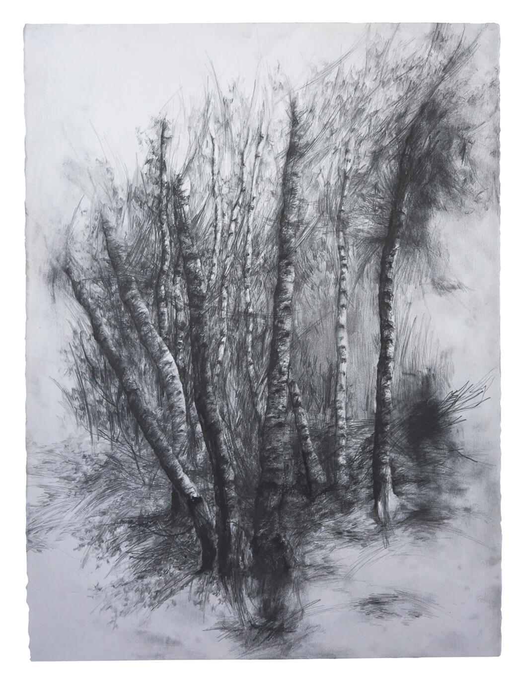 joris vanpoucke, dmw gallery, birch forest