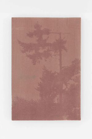 dries segers, dmw gallery, edition, anthotype