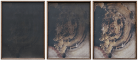 dries segers, fungi, dmw gallery