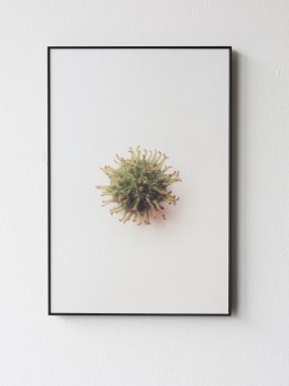 dries segers, dmw gallery, seed, edition, photography