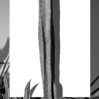 sarah van marcke, dmw gallery, conversation, all the plants that i own