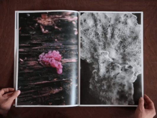 dries segers, fungi, dmw gallery, artist book