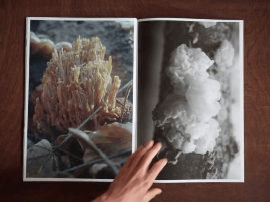 dries segers, fungi, dmw gallery, artist book