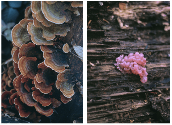 dries segers, fungi, dmw gallery, artist book